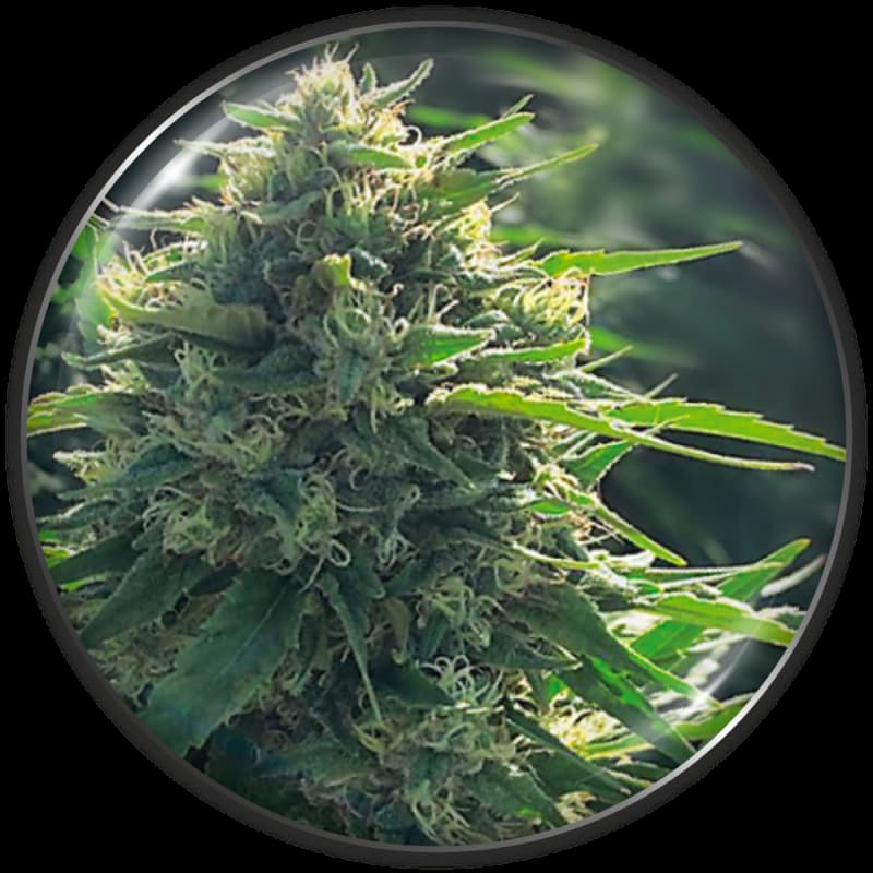 BioRelief CBD > Medical Seeds | CBD Hanfsamen  |  Indica